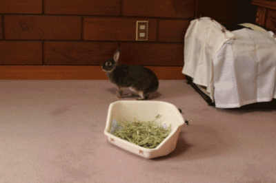 11052301.gif