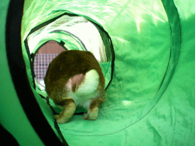 11052805.gif