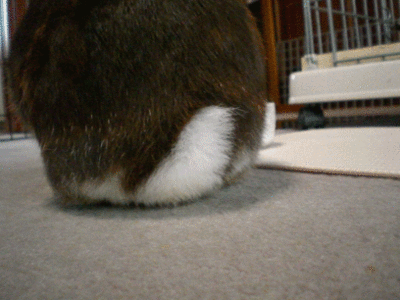 11052901.gif