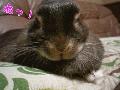 11072205.gif