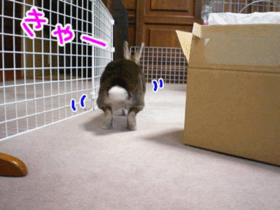 11103106.gif