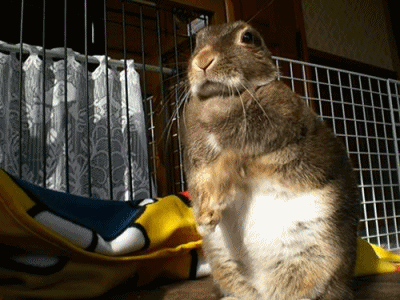 12022905.gif