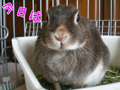 12030301.gif