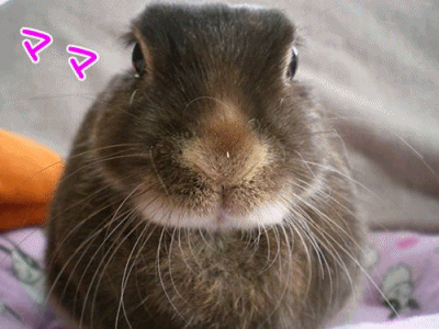12031005.gif