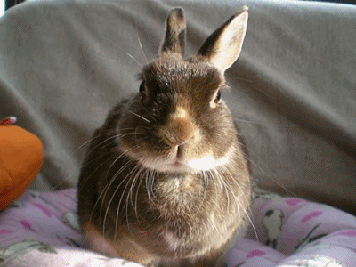 12032405.gif