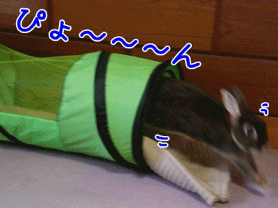 12032505.gif