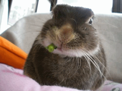 12032606.gif