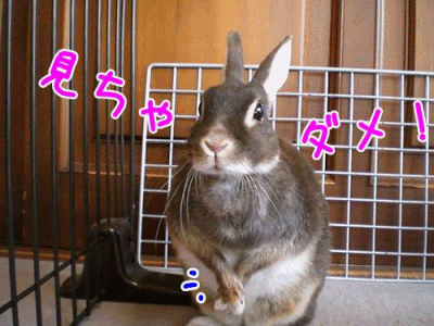 12052005.gif