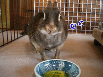 12053102.gif