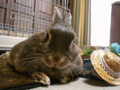 12072806.gif