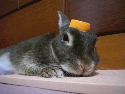12073106.gif